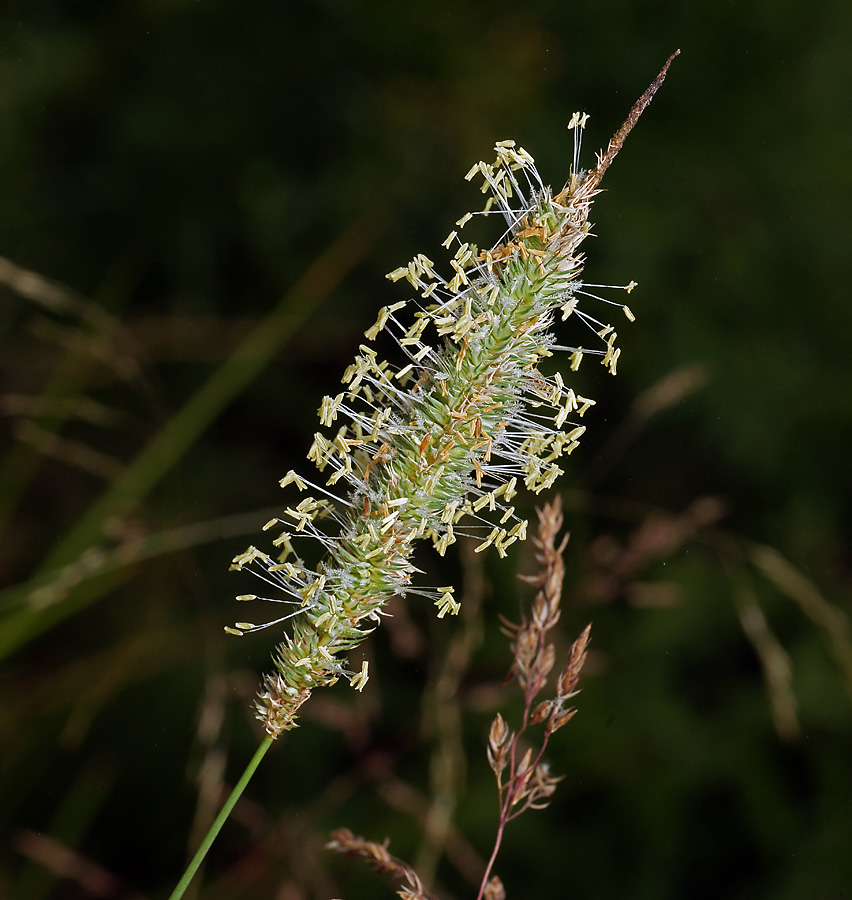 Image of Phleum pratense specimen.