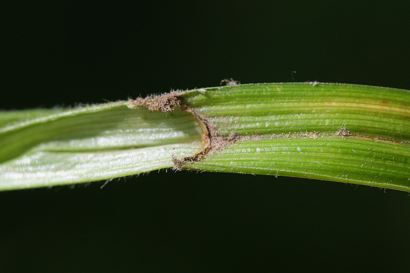 Image of Carex drymophila specimen.