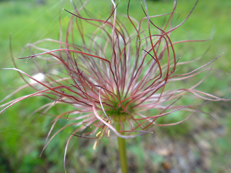 Изображение особи Pulsatilla multifida.