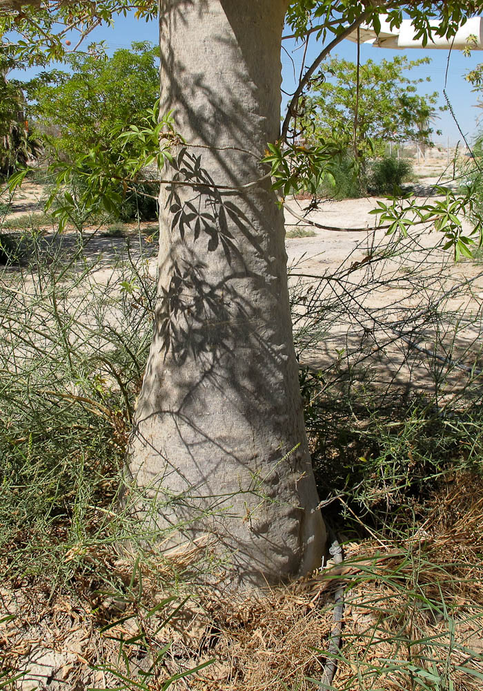 Image of Adansonia digitata specimen.