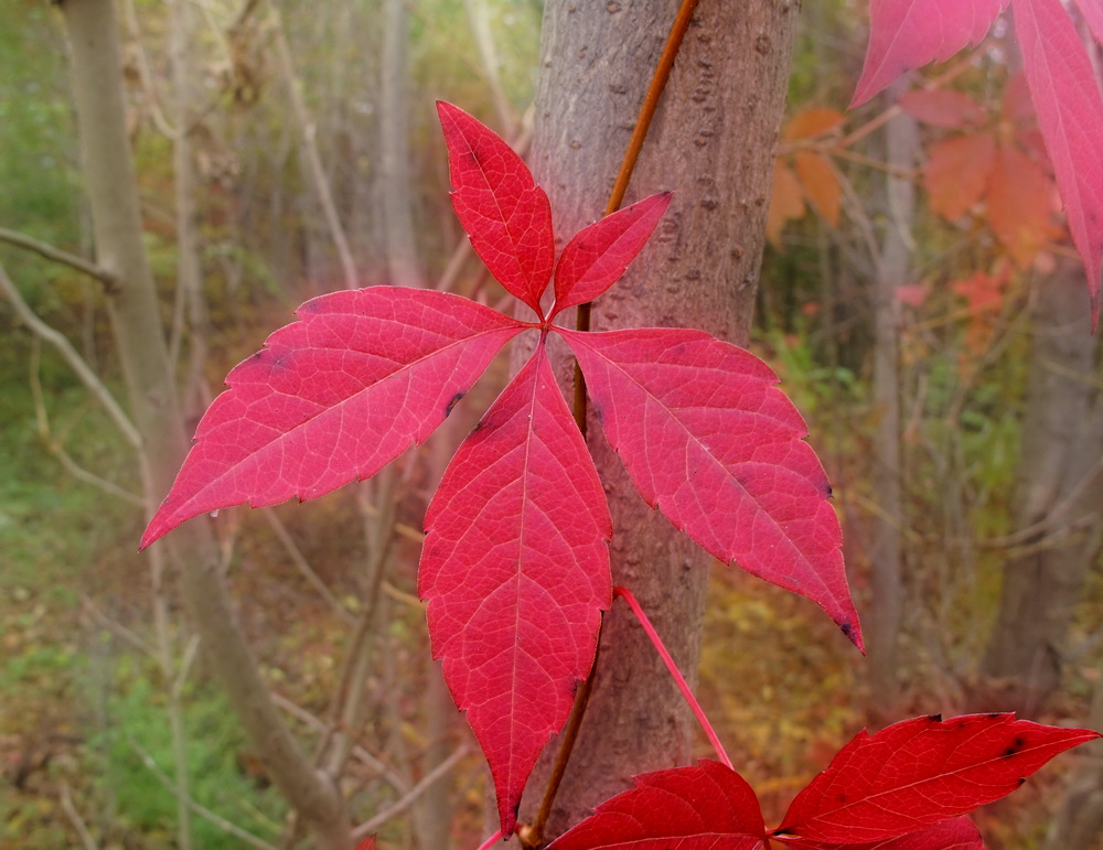 Изображение особи Parthenocissus quinquefolia.