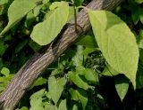 Pterostyrax hispidus