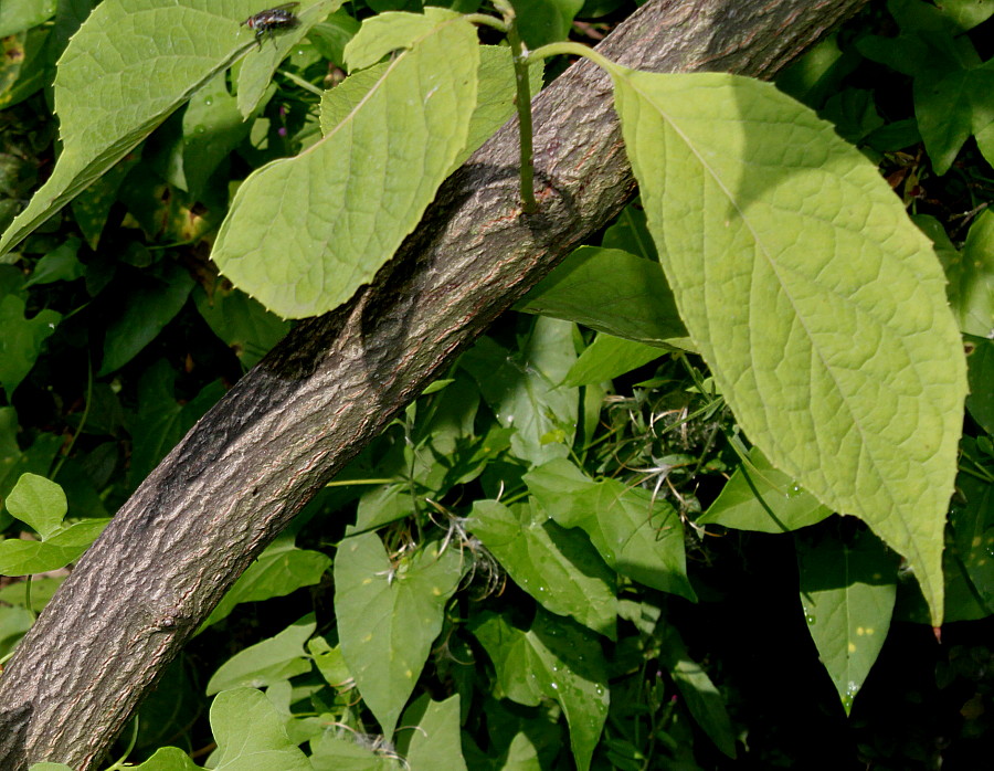 Image of Pterostyrax hispidus specimen.