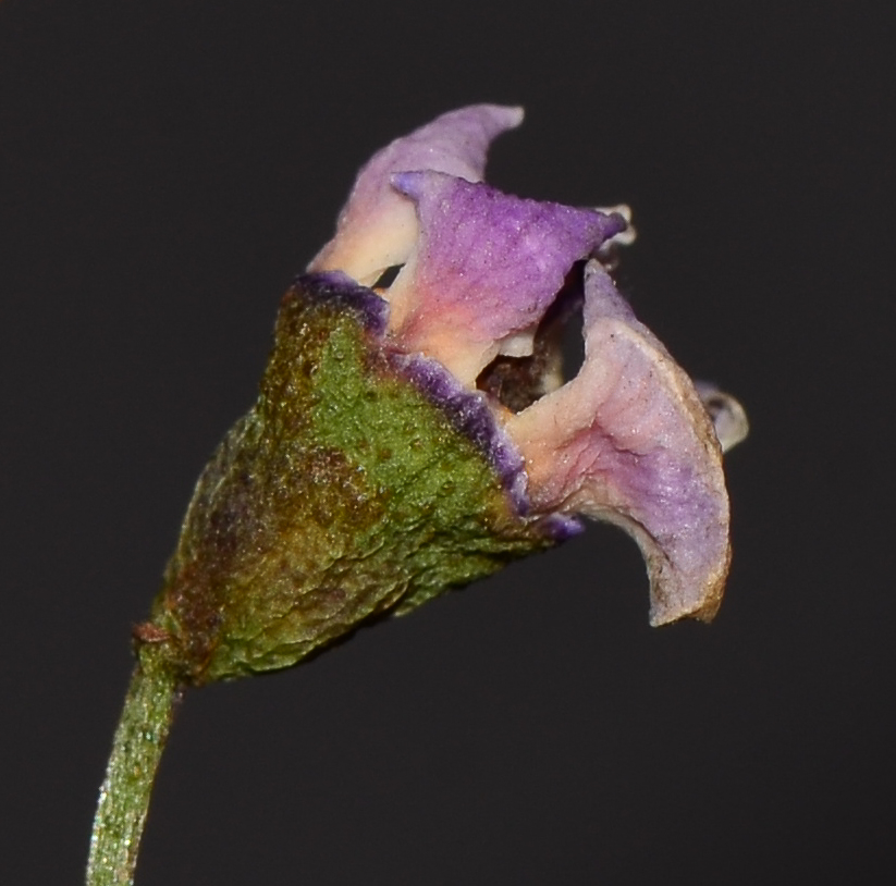 Image of Chamelaucium uncinatum specimen.