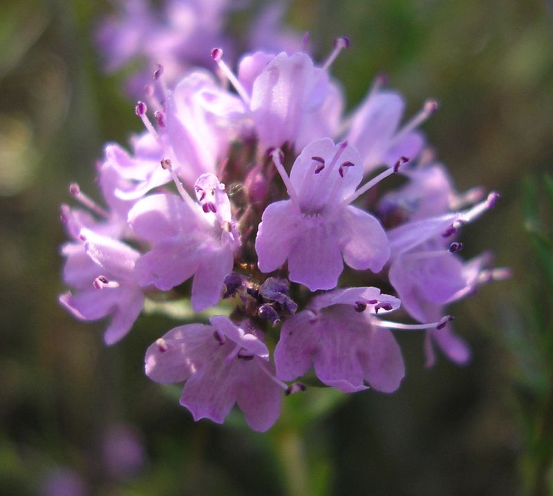 Изображение особи Thymus pallasianus.