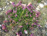 Erica cinerea