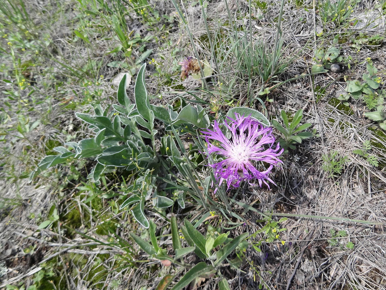 Изображение особи Psephellus sibiricus.