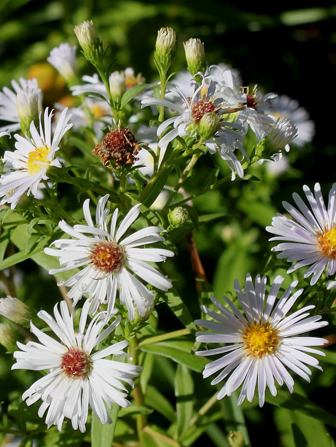 Изображение особи род Symphyotrichum.