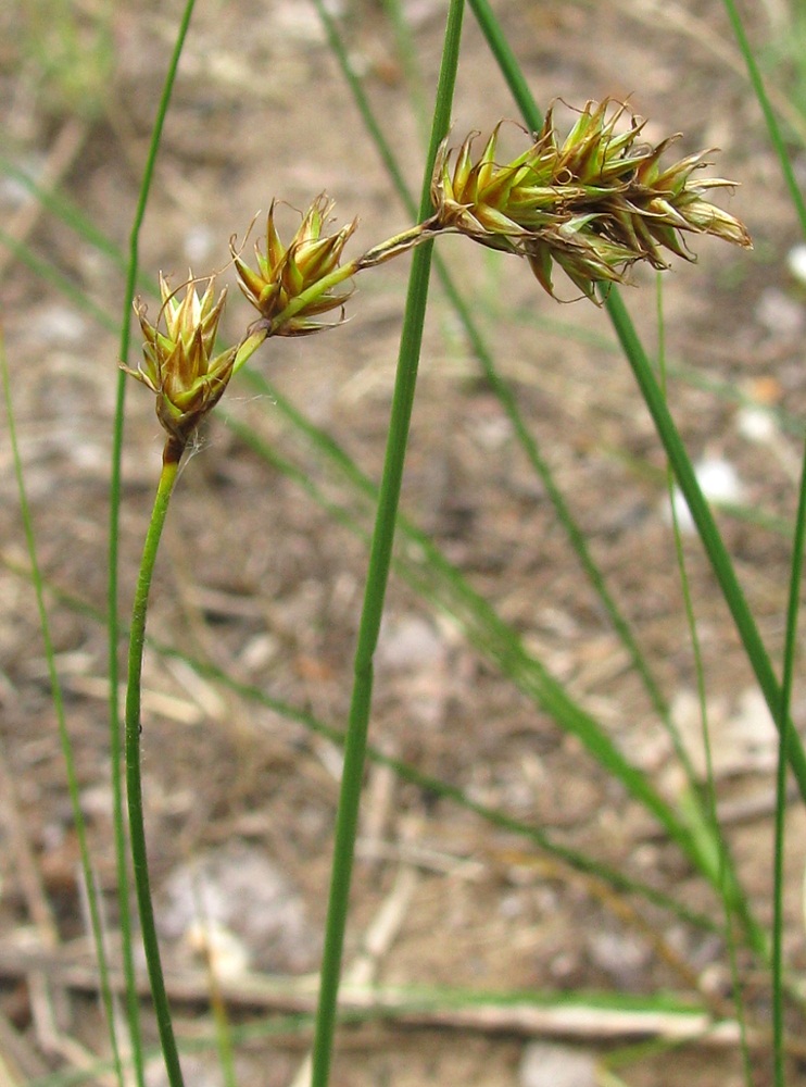 Image of Carex colchica specimen.