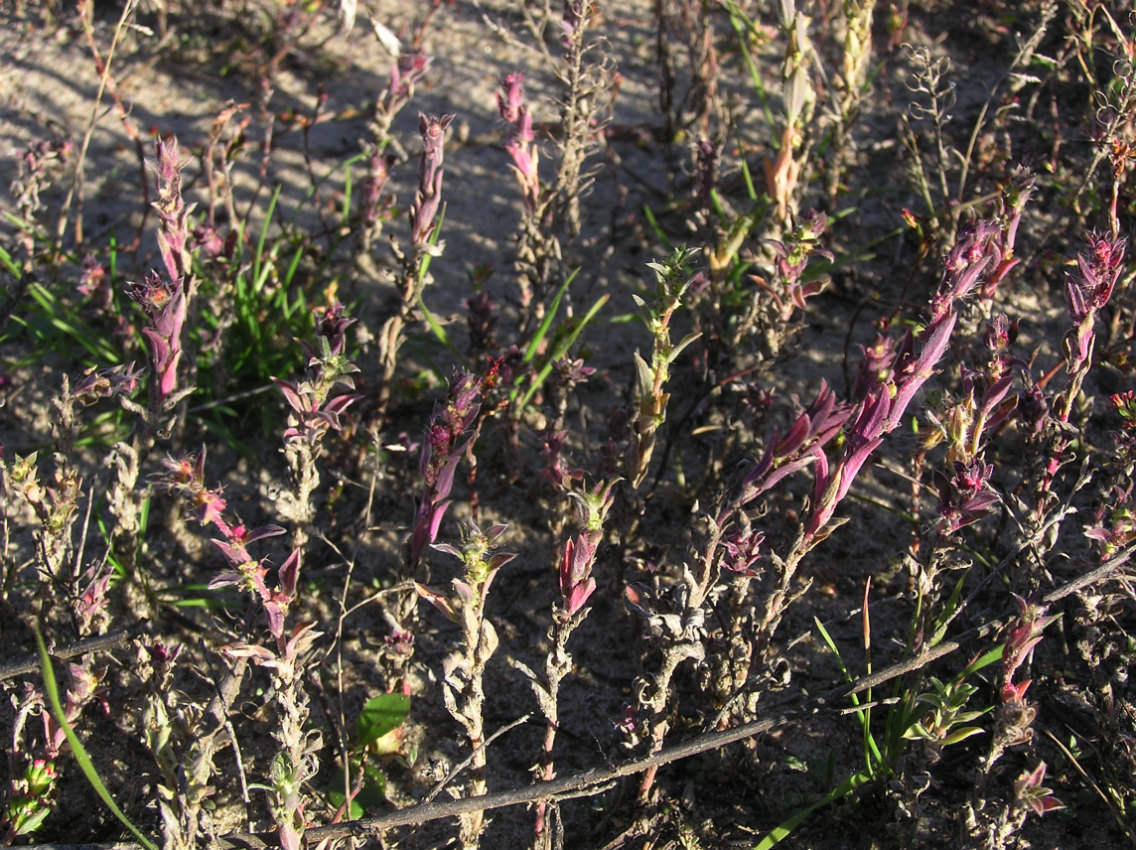 Image of Bassia scoparia specimen.