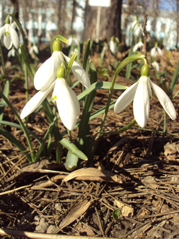 Изображение особи Galanthus nivalis.