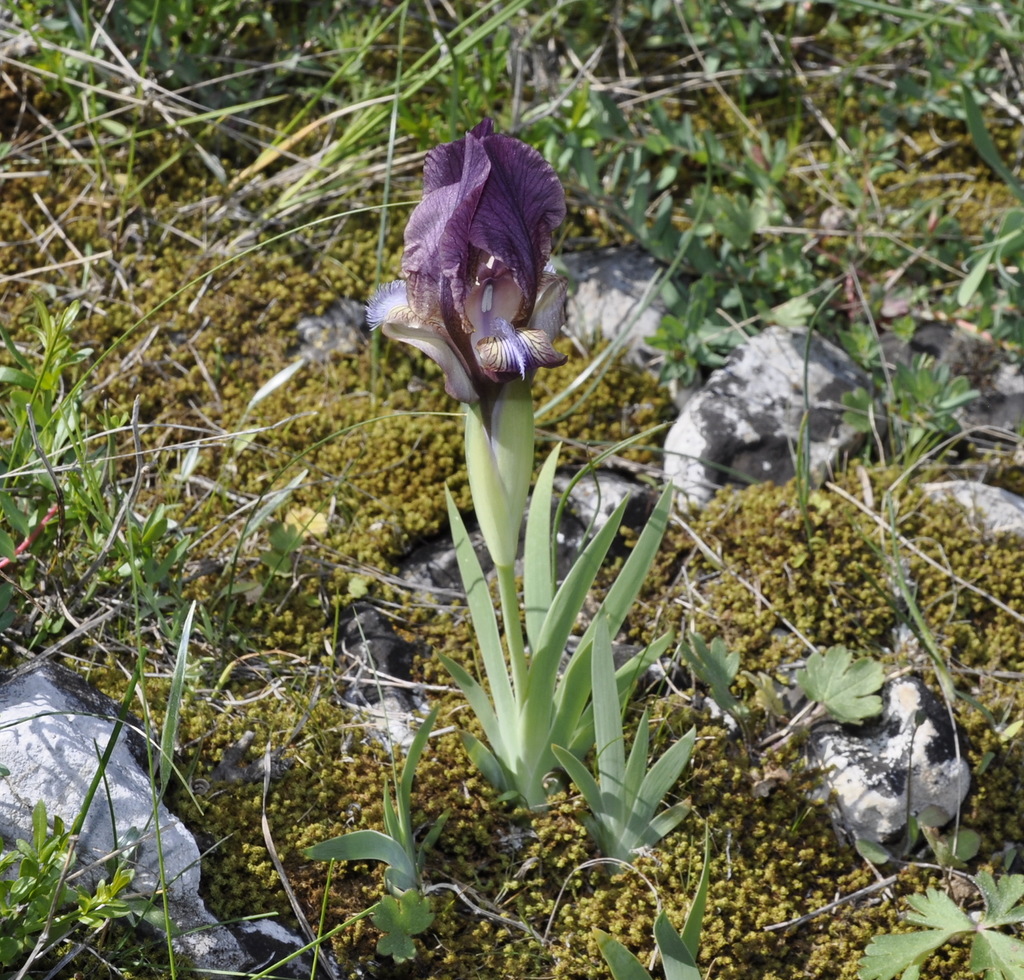 Image of Iris suaveolens specimen.