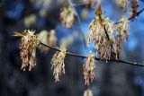 Acer negundo. Верхушка побега с мужскими соцветиями. Московская обл., окр. г. Железнодорожный, опушка смешанного леса. 29.04.2010.