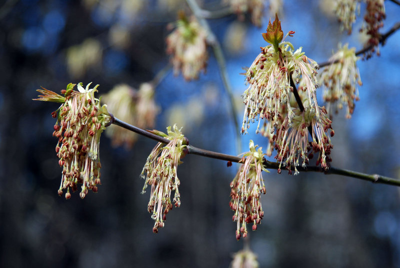 Image of Acer negundo specimen.