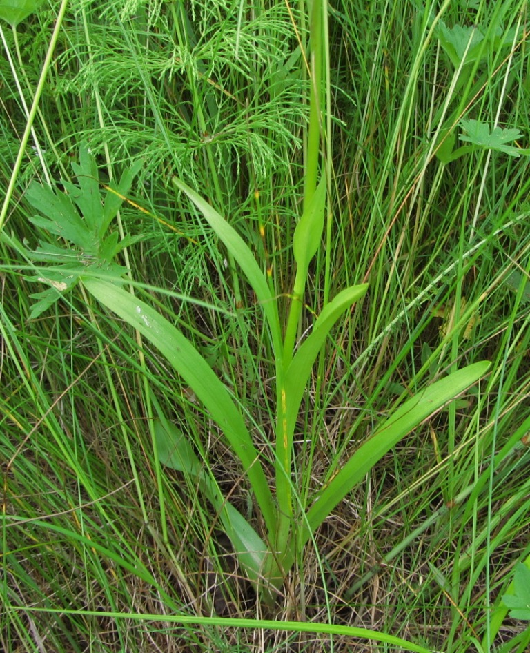 Image of Gymnadenia conopsea specimen.