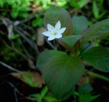 Trientalis europaea