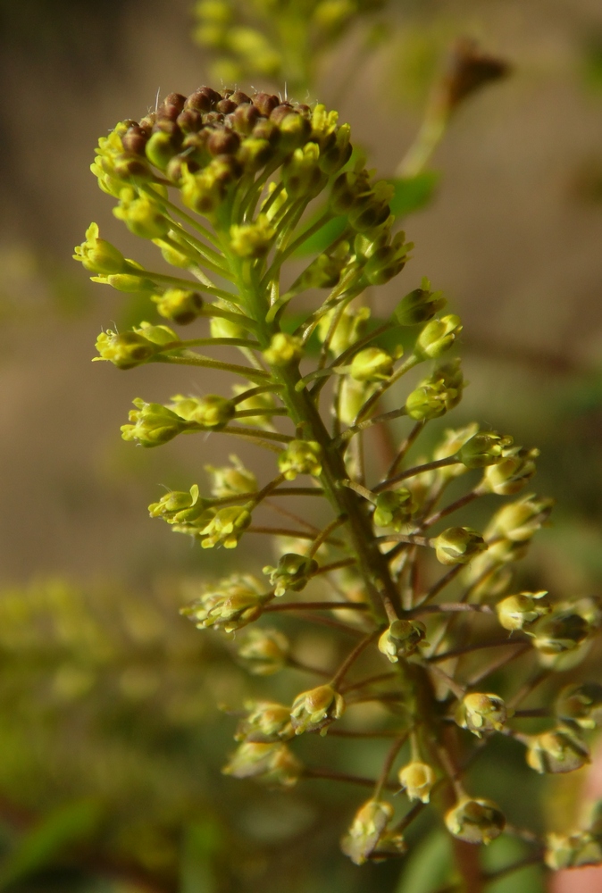 Image of Lepidium perfoliatum specimen.