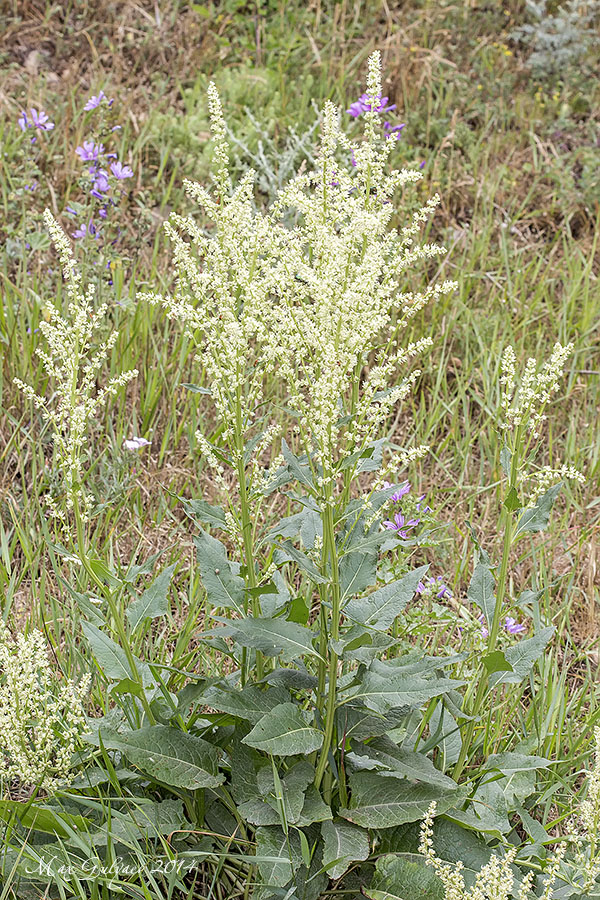 Image of Beta trigyna specimen.