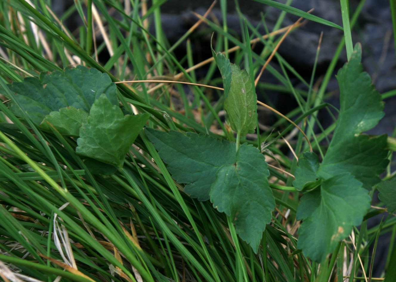 Image of Heracleum apiifolium specimen.