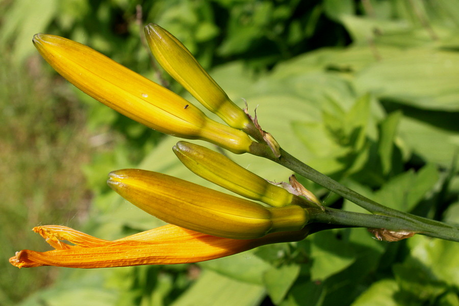 Изображение особи Hemerocallis middendorffii.