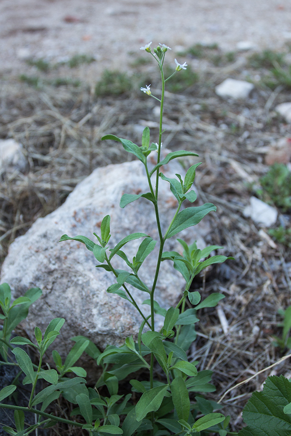 Image of Berteroa obliqua specimen.