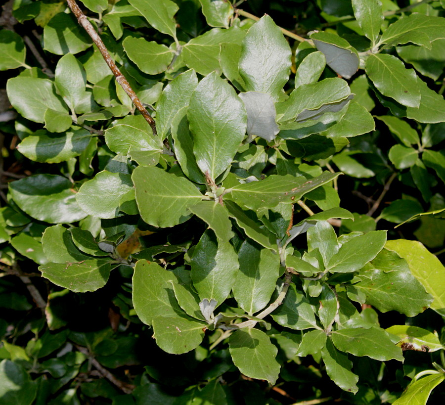 Image of Garrya elliptica specimen.