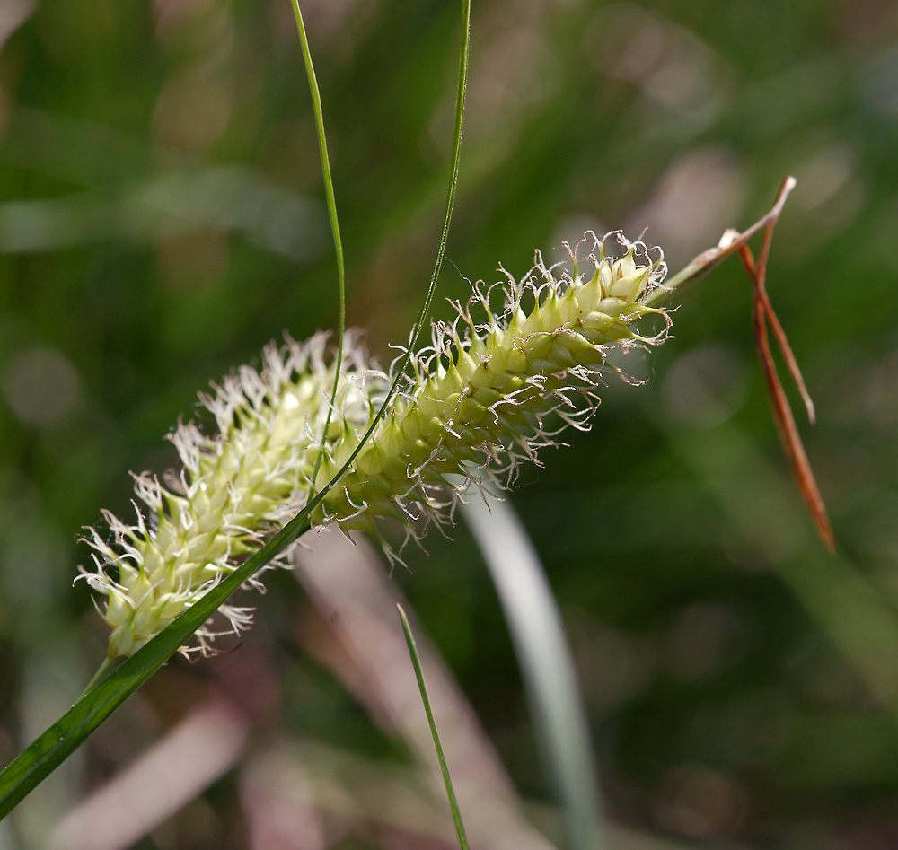 Image of Carex vesicaria specimen.