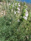 Salvia scabiosifolia. Цветущее растение. Ю-В. Крым, бухта Тихая. 21 июня 2009 г.