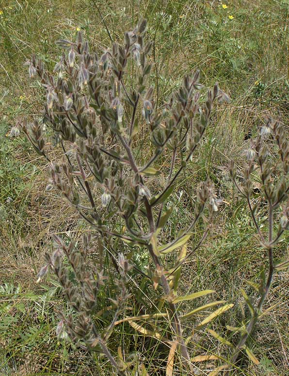 Image of Onosma tinctoria specimen.