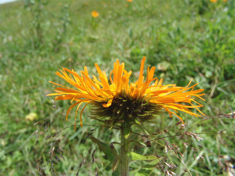 Изображение особи Inula orientalis.