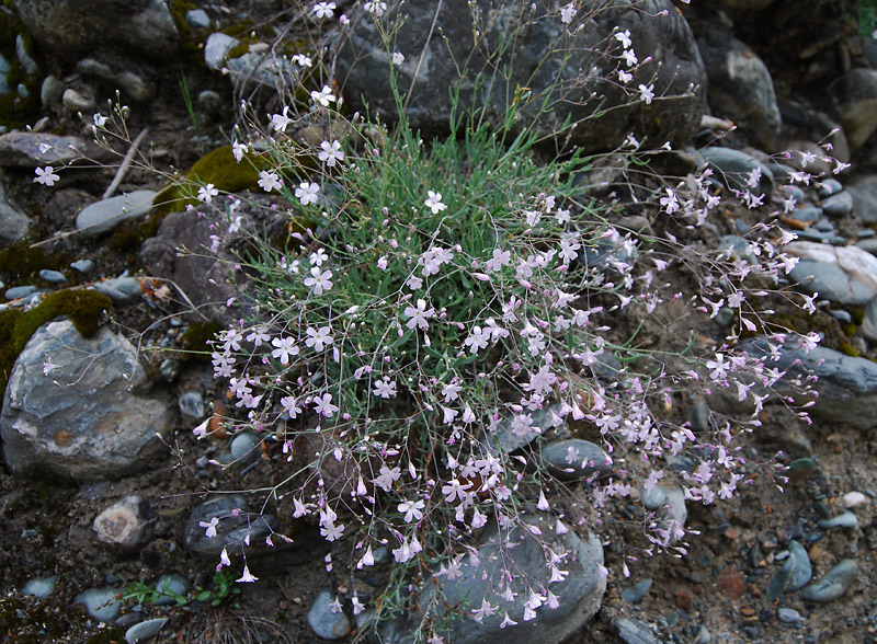 Image of Gypsophila patrinii specimen.