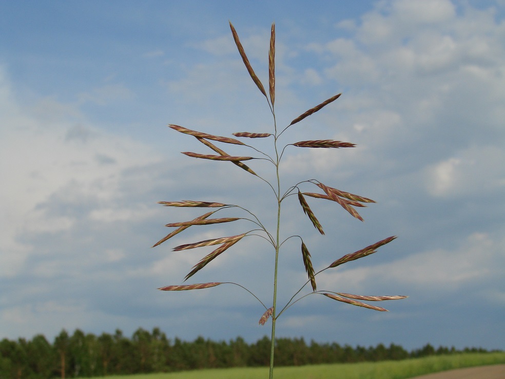 Изображение особи Bromopsis inermis.