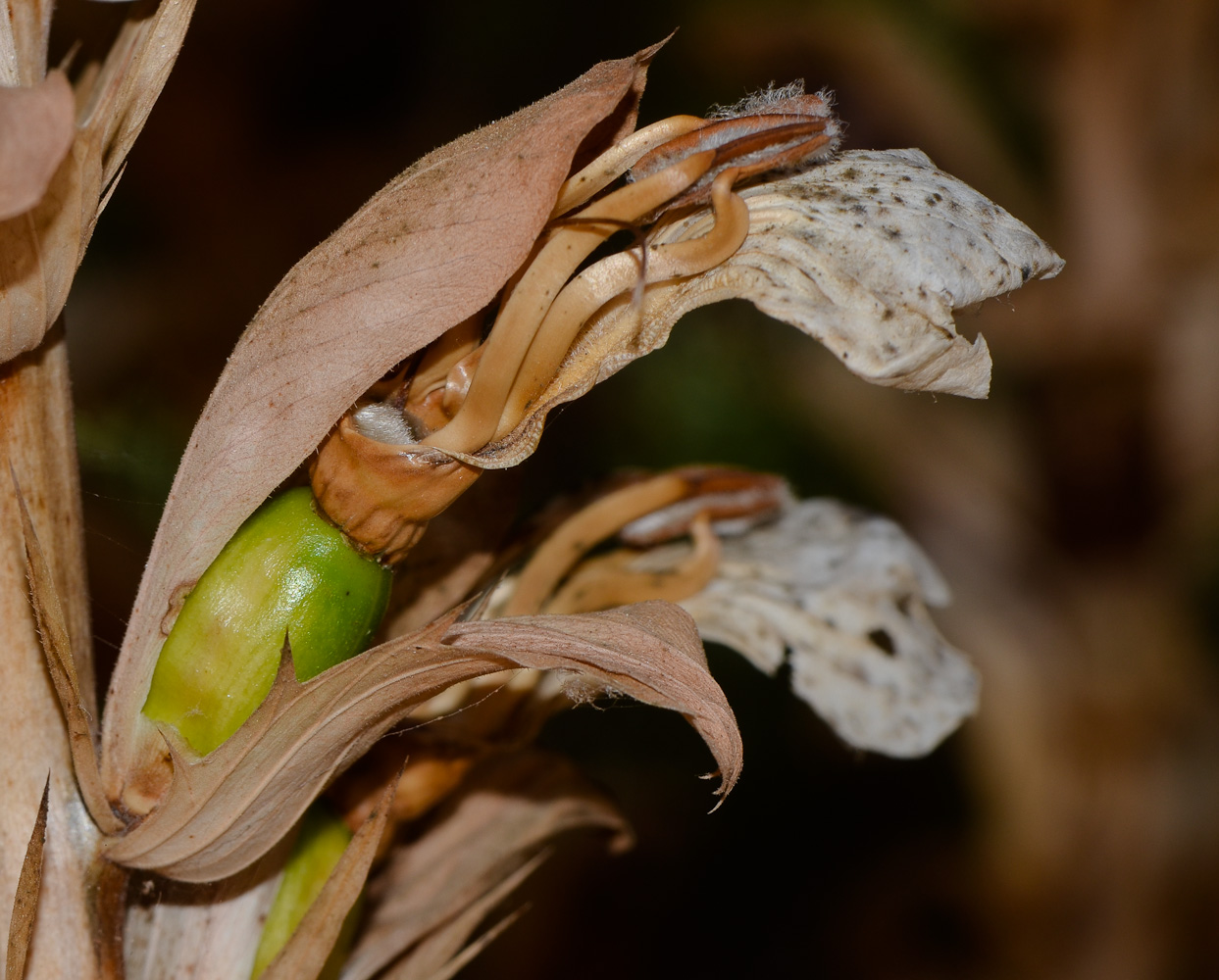 Image of Acanthus mollis specimen.