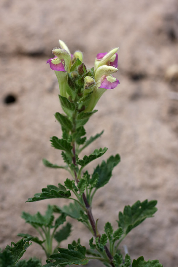 Image of Scutellaria adsurgens specimen.