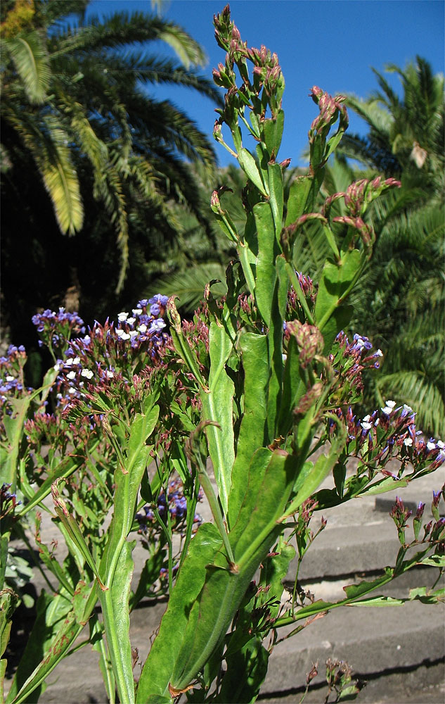 Изображение особи Limonium brassicifolium.