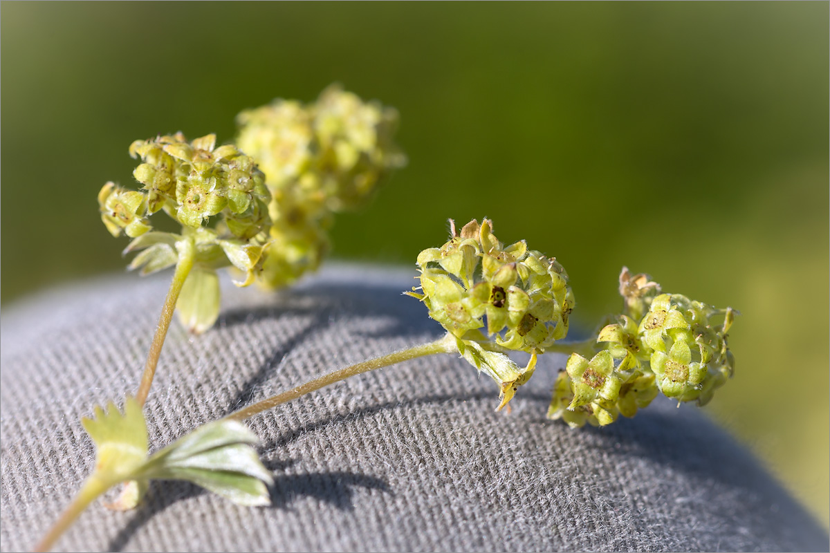 Изображение особи Alchemilla alpina.