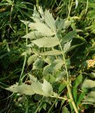 Filipendula ulmaria