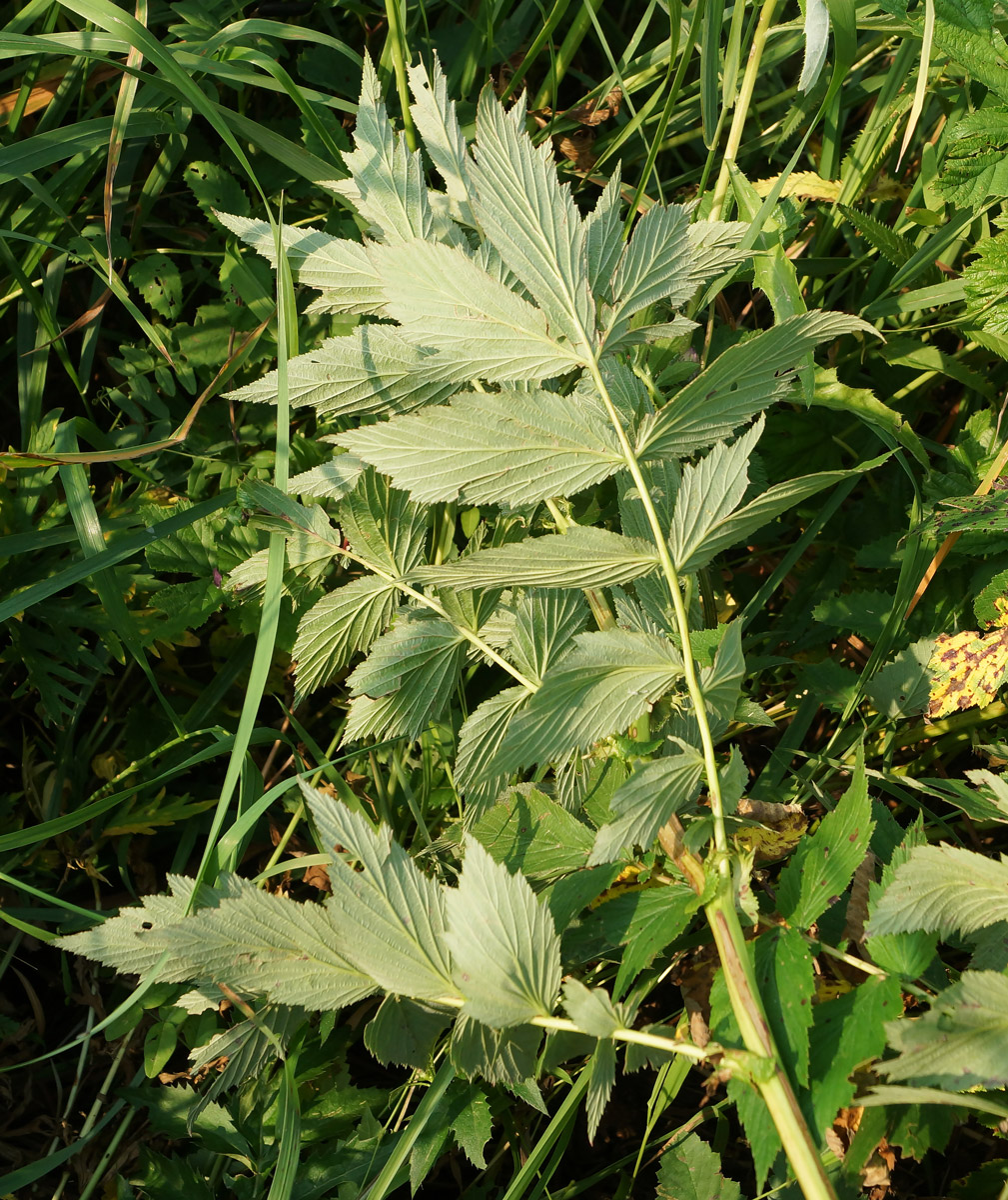 Изображение особи Filipendula ulmaria.