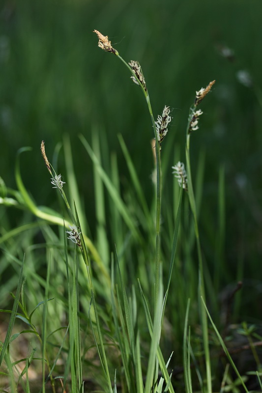 Image of Carex panicea specimen.