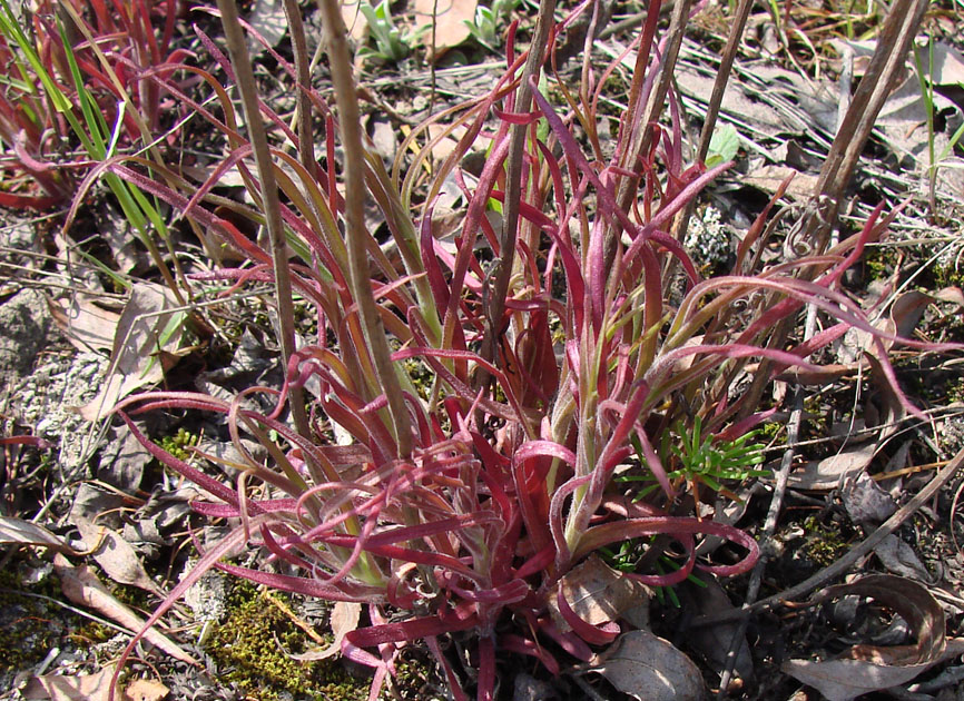 Image of Castilleja rubra specimen.