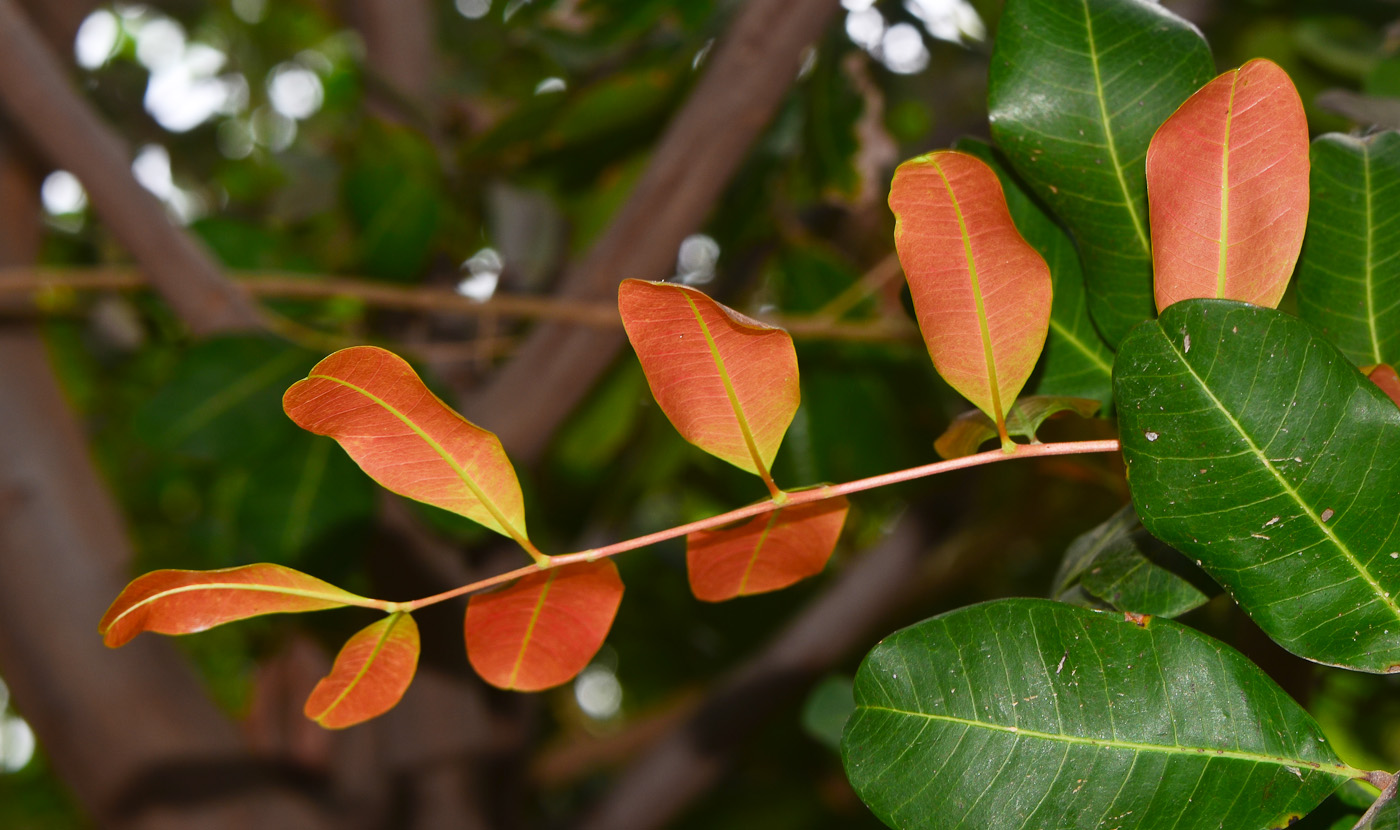 Изображение особи Cupaniopsis anacardioides.