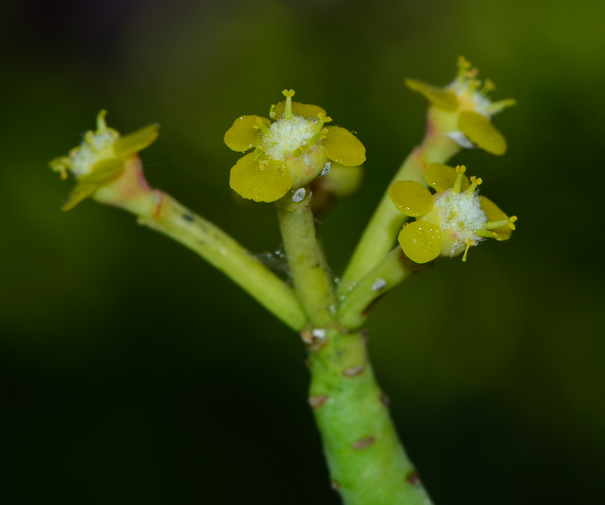 Изображение особи Euphorbia schimperi.