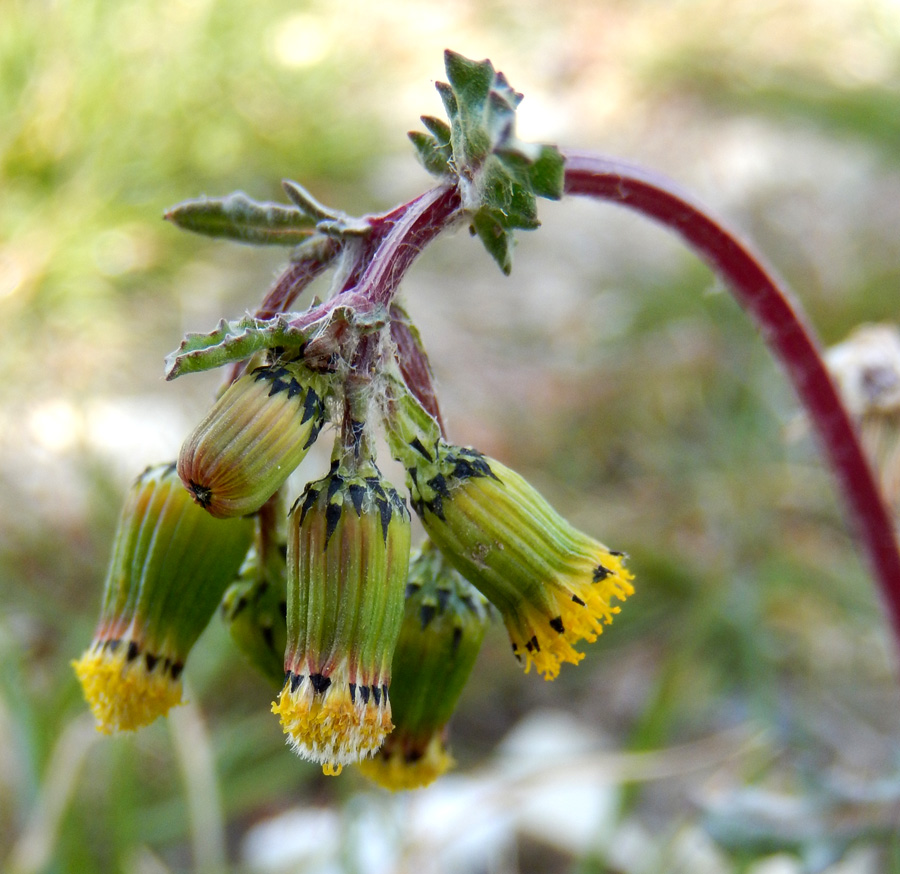 Image of Senecio vulgaris specimen.