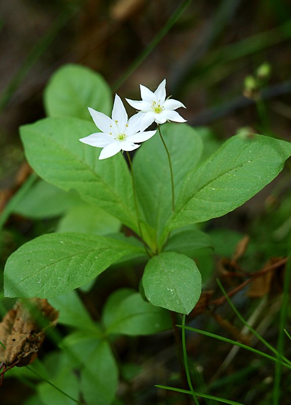 Изображение особи Trientalis europaea.