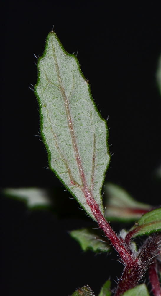 Image of Forsskaolea angustifolia specimen.