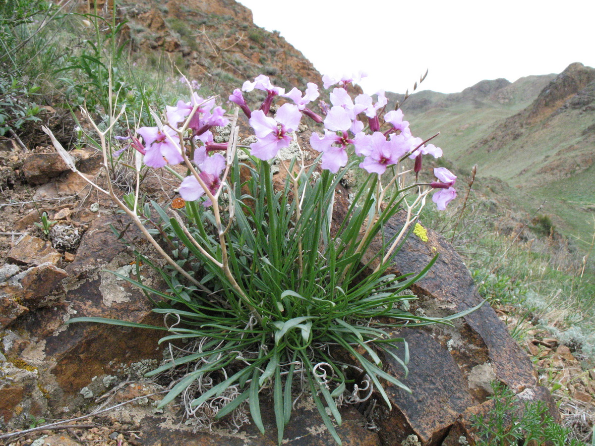 Image of Parrya popovii specimen.