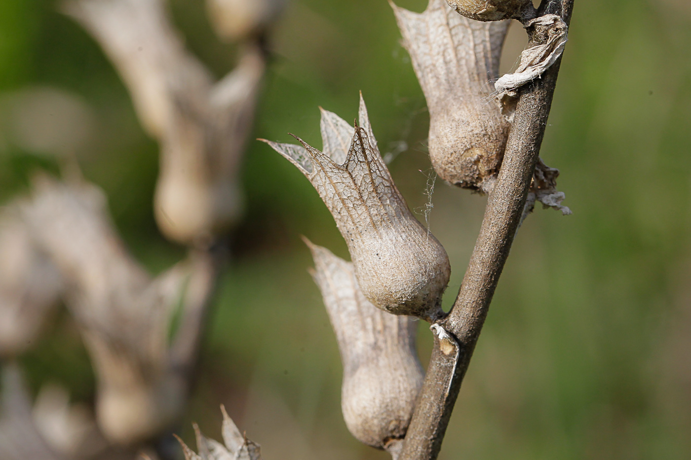 Image of Hyoscyamus niger specimen.