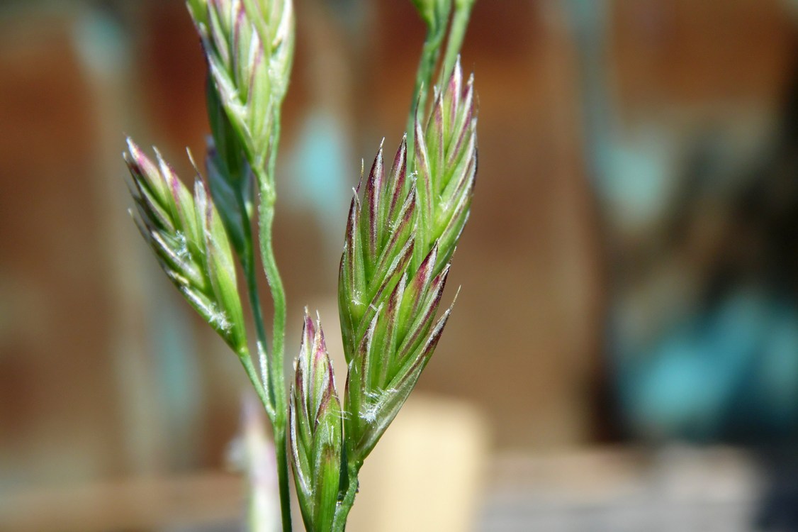 Image of genus Festuca specimen.