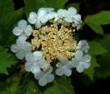 Viburnum opulus