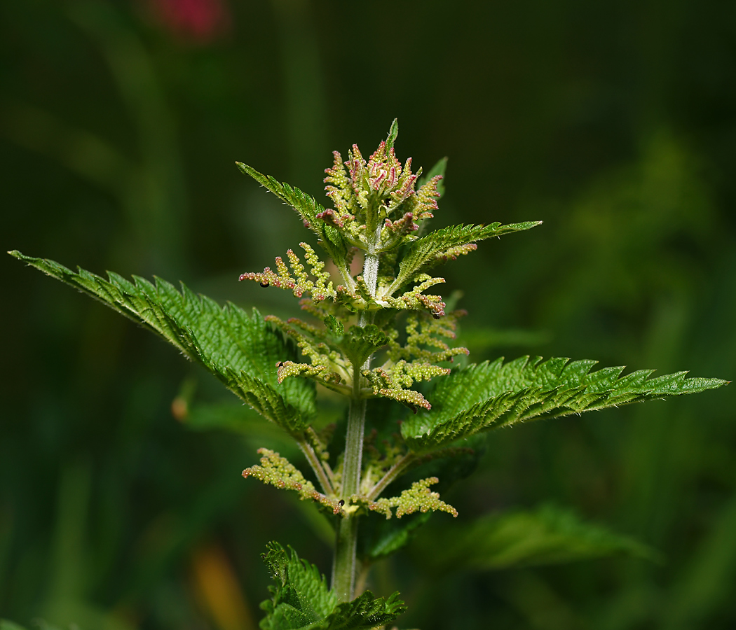 Image of Urtica dioica specimen.